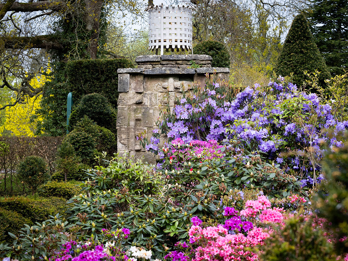 🌷💜Named after its distinctive stepped yew topiary, the enchanting Buttress Garden boasts a symphony of colours and textures! 🌿🩵 From Azaleas to Rhododendrons, Magnolias to Camellias, and even majestic tree ferns, every corner aims to delight the eye. 🍃✨️