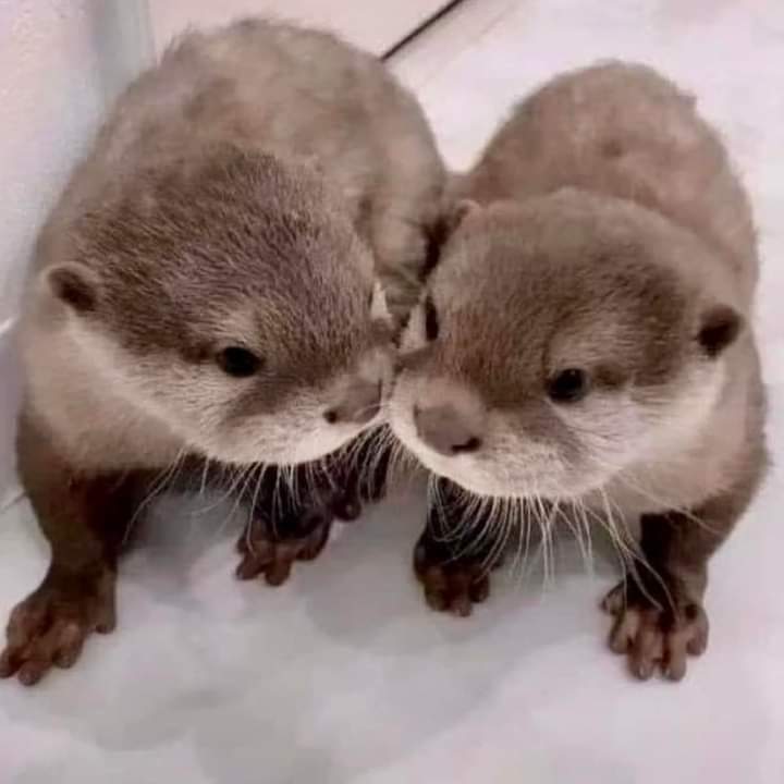Show me you cute Otter  pics! I want a fur baby, but waiting till I’m out of my apartment. Go To The Web Page Link In Bio(Profile Page)To ▶️ Purchase It! ❤️ giftiicity.com/collections/ot…
