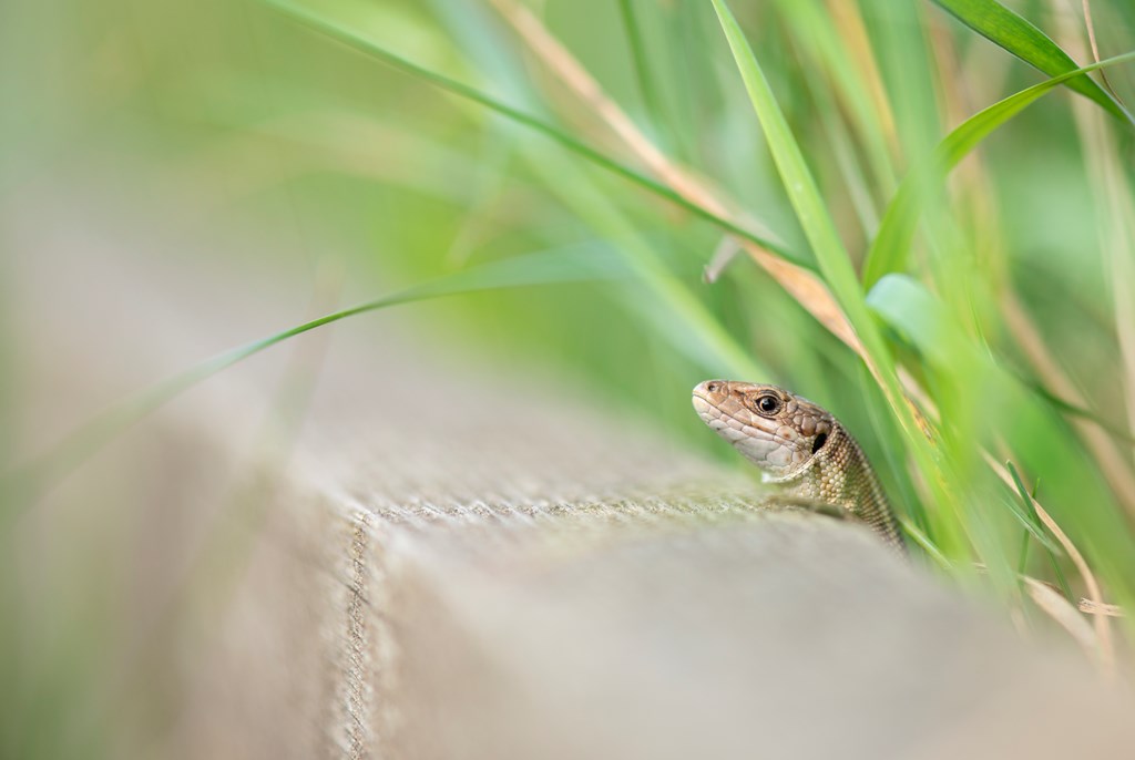 Looking for Reptiles? May's Reptile Survey Walk is sold out, but we have spaces left for June-September. Don't miss this exclusive opportunity to learn about our reptiles with a chance to see our rarest species! events.rspb.org.uk/events/70419 Image © Ben Andrew (rspb-images.com)