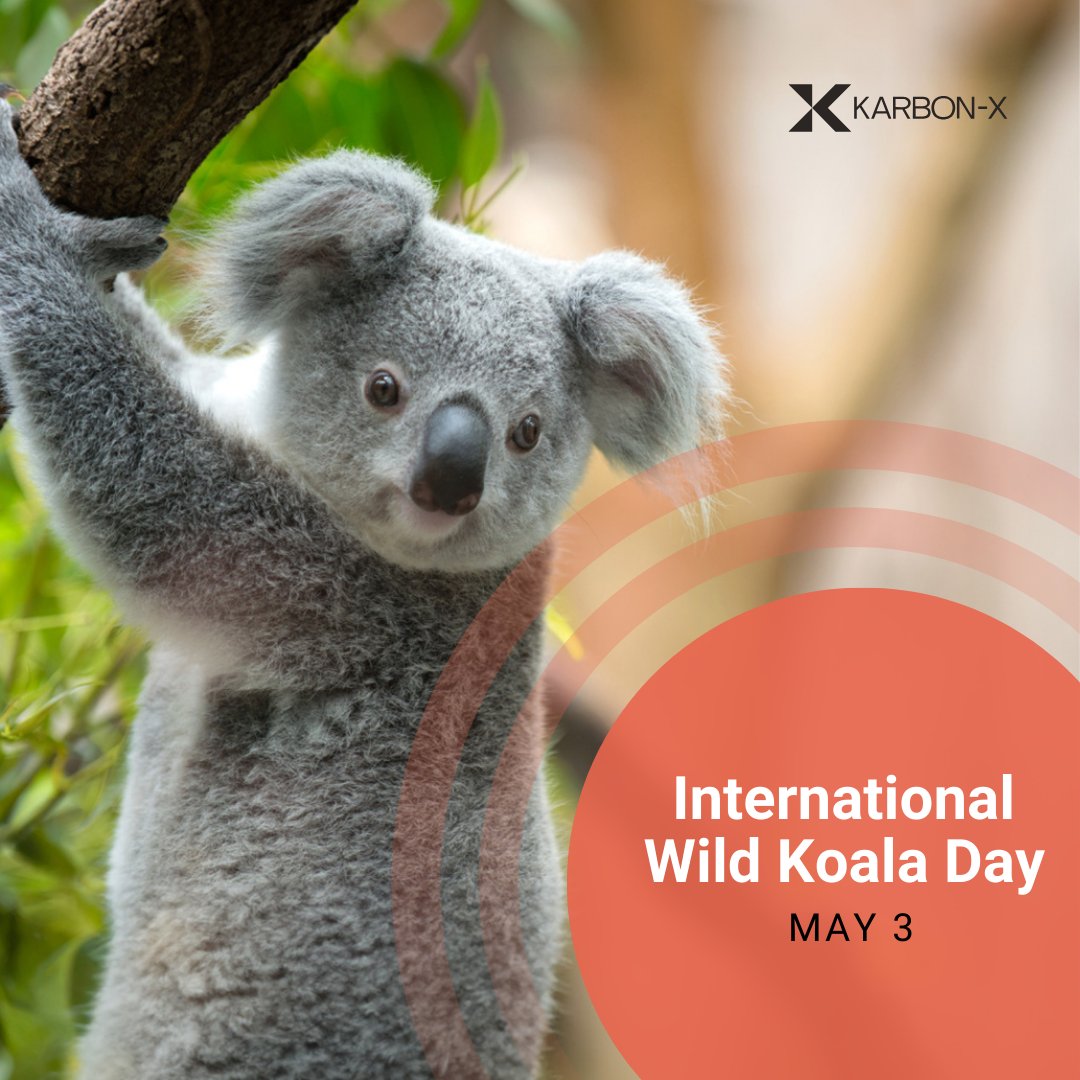 Today is #InternationalKoalaDay 

 #NatureLovers #AnimalRights #ConservationEfforts #ProtectWildlife #EnvironmentalAwareness #WildlifePreservation #KoalaConservation
