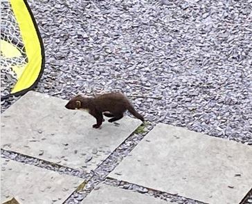 Cofnod #RecordOfTheWeek is this juvenile Pine Marten (Martes martes) seen by Brenda in a garden in southern Eryri National Park. What an amazing garden record! @Mammal_Society @RedSquirrelsinW