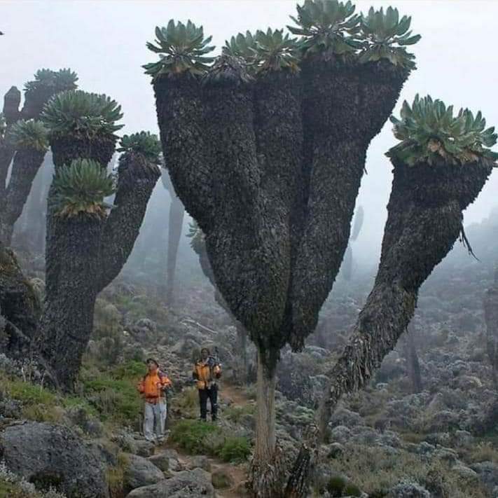 Groundsels géants, plantes préhistoriques trouvées au sommet du mont Kilimandjaro.