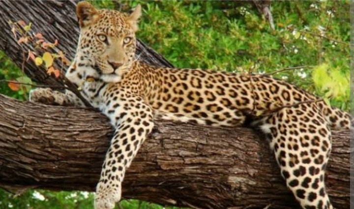 Leopards can be found in a number of national parks in Uganda. They are however very solitary creatures and if you get an opportunity catch sight of  one on safari in Uganda among the national parks. #ExploreUganda
@ugwildlife