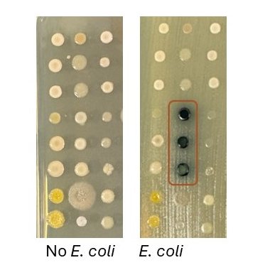 Unusual finding from #swabandsend. Unknown bacteria turns dark blue when grown on agar plates in the presence of E. coli. Doesn't do this in the presence of other bacteria. Does anyone have an idea what bacterium this is and what it is producing? Will identify it and update.