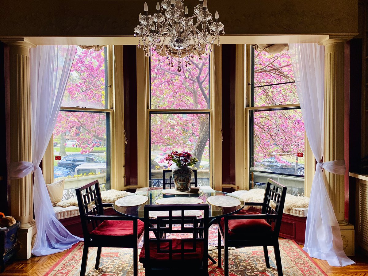 At peak. Every year I wait for this day, when the light in my apartment is pink and I live in the set of Madame Butterfly. 🌸🌸🌸 #cherryblossoms #Boston