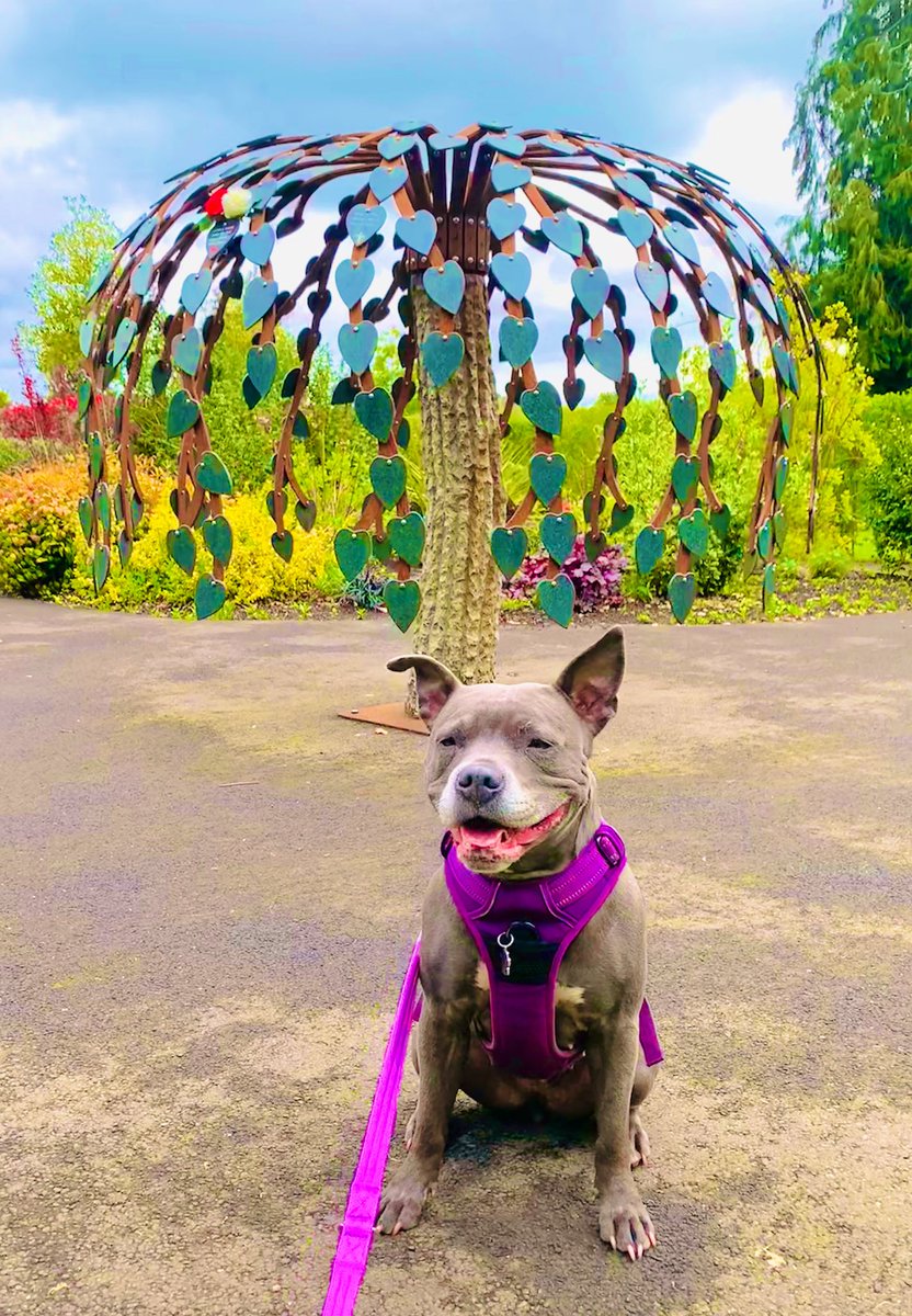 If kisses were a tree, I’d give you a forest 😘😘♥️♥️ #IsaMary #DogsOfX #TreeOfHearts #FridayBlessings