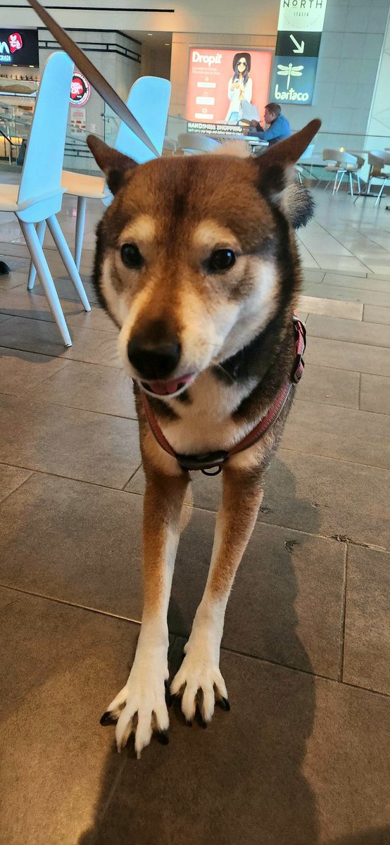 Hachi at the mall, waiting for his din din 🐾 🍣  #dog #shikoku
