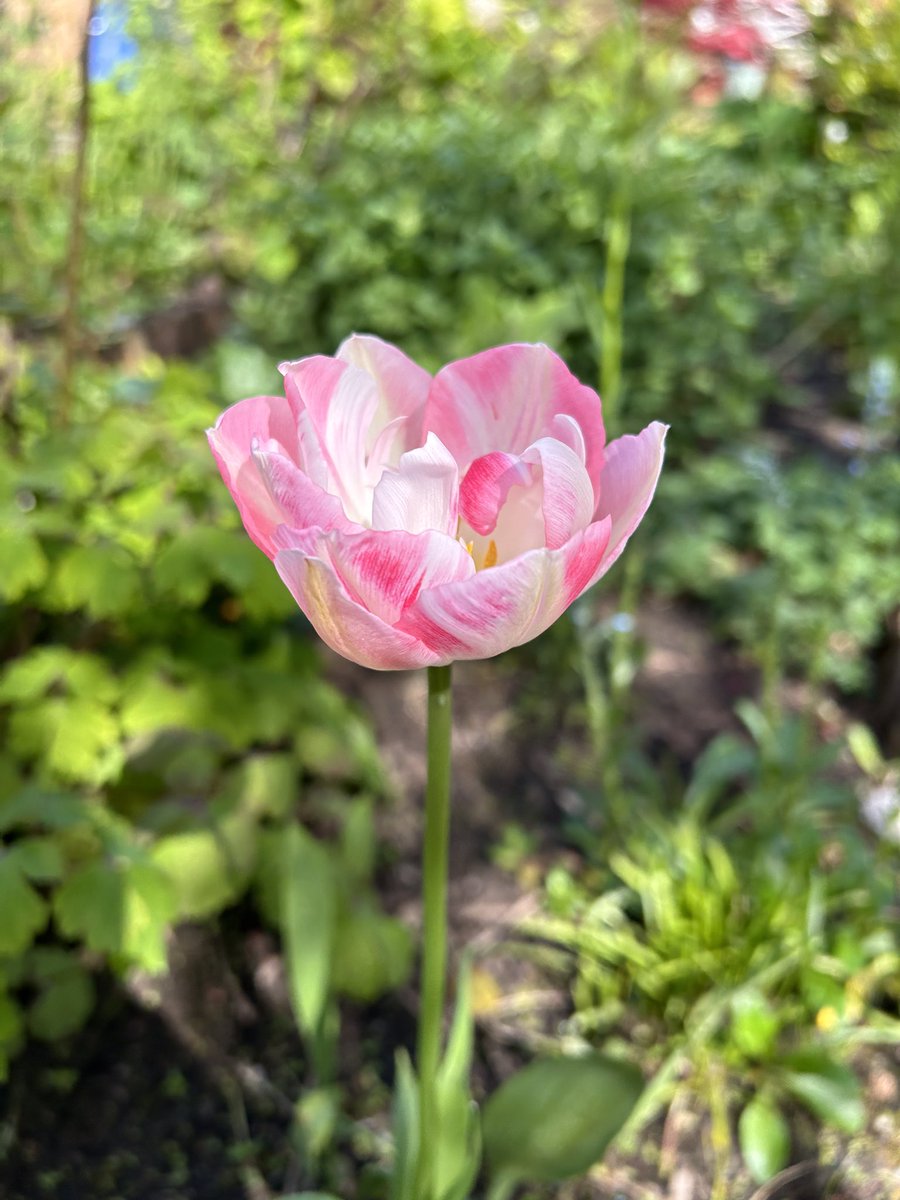One little tulip, all by itself ...

#FlowersOnFriday 
#MyGarden