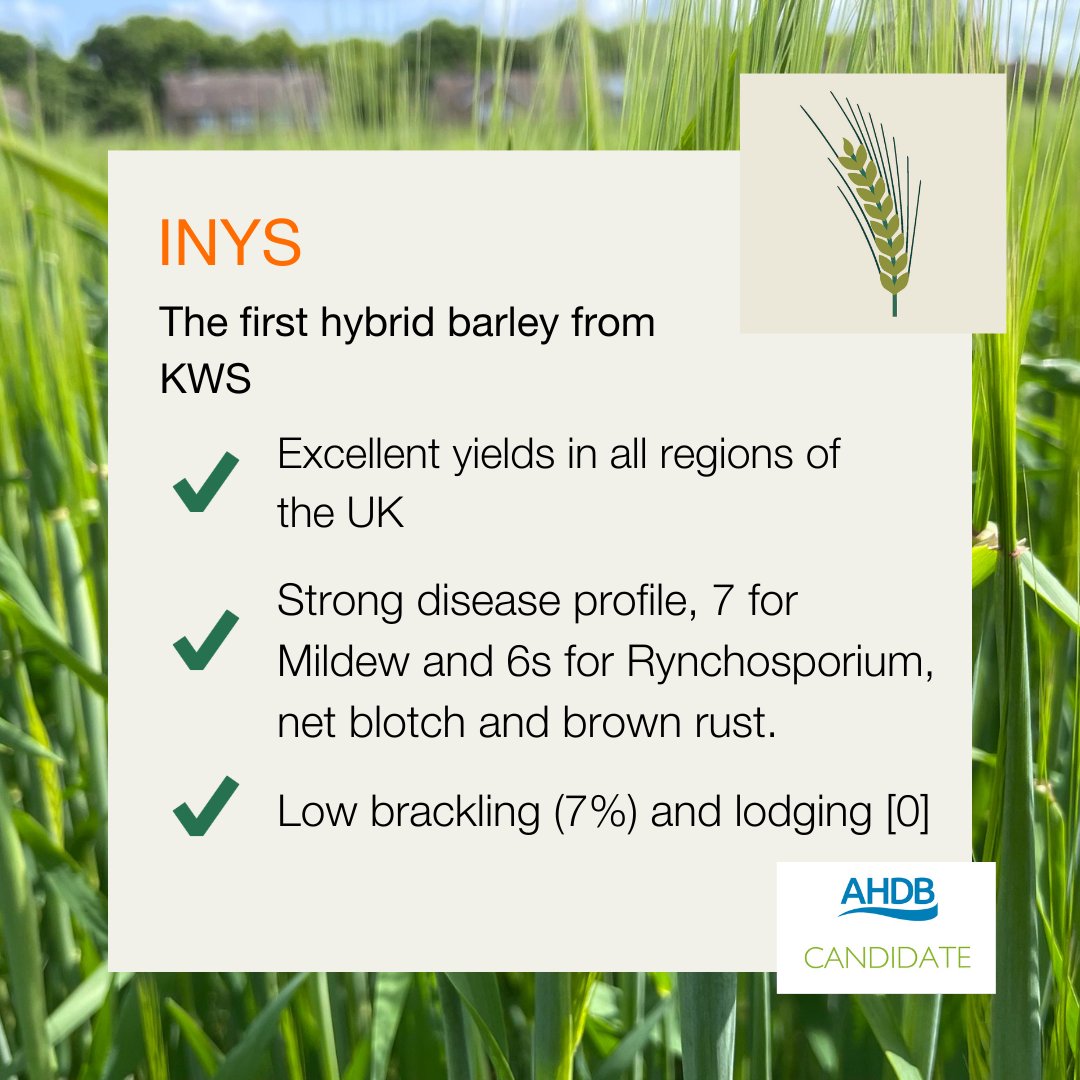 Introducing 🥁INYS. The first 6-row hybrid barley from KWS. INYS is a step up in yield from all current hybrid barley varieties. It has a good all-round disease profile, is early to mature & has shown no lodging on the 2-year NL report 2023. For more 👉ow.ly/QAgL50RbiLA
