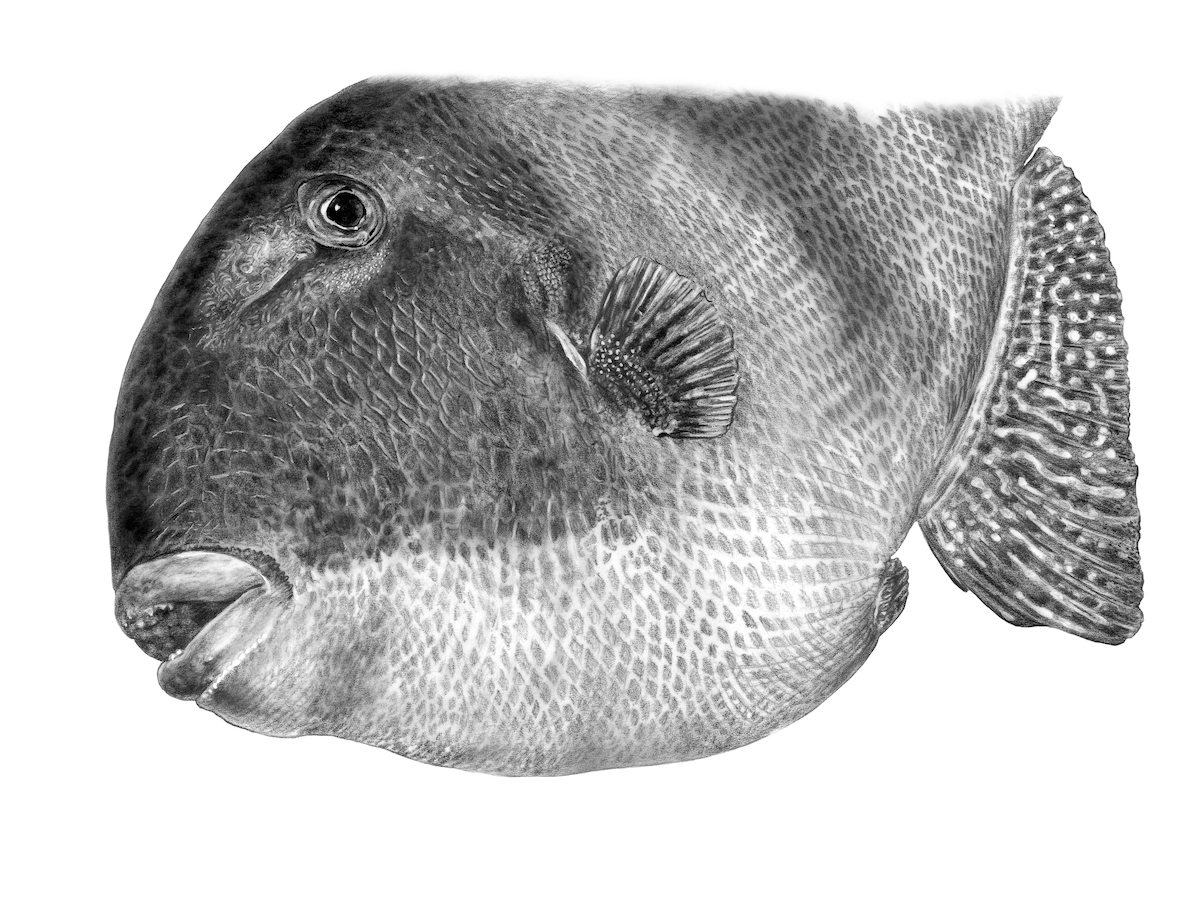 Peixe da semana: peixe-porco. Ilustração de Pedro Salgado, feita em 2016 com grafite, pó de maquilhagem, tinta da china e guache. wilder.pt/diversoes/peix…