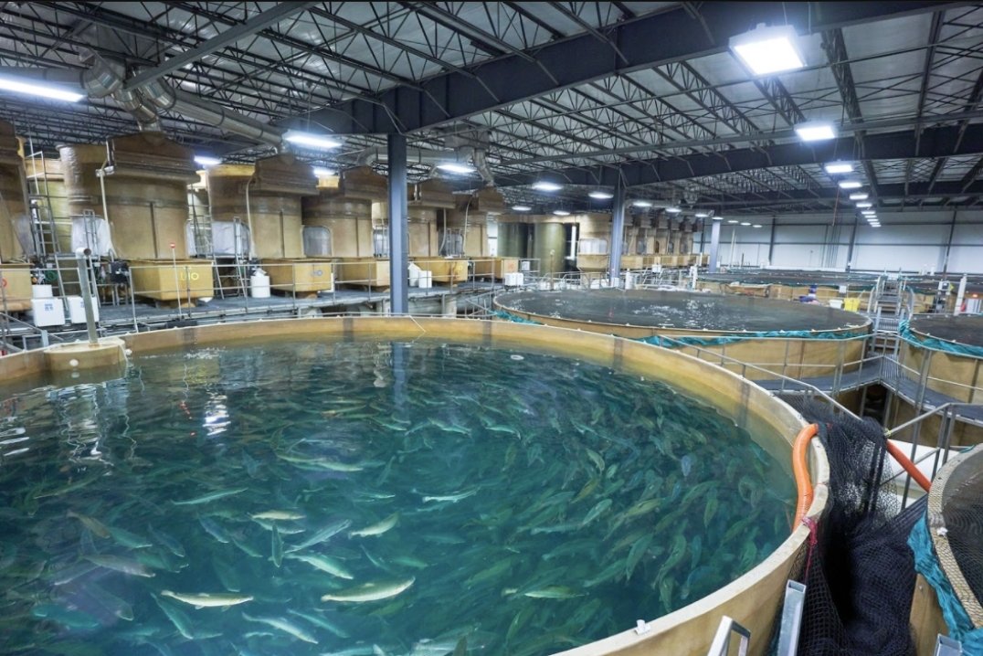 #LetsLearn

Aquafarms

Fish forced to live in cesspools of feces, parasites, antibiotics & pesticides

The toxins contaminate the ocean & kill marine life

A 2-acre farm produces as much waste as 10k people

It takes 5lbs of wild fish to produce 1lb of farmed salmon

#Fishing