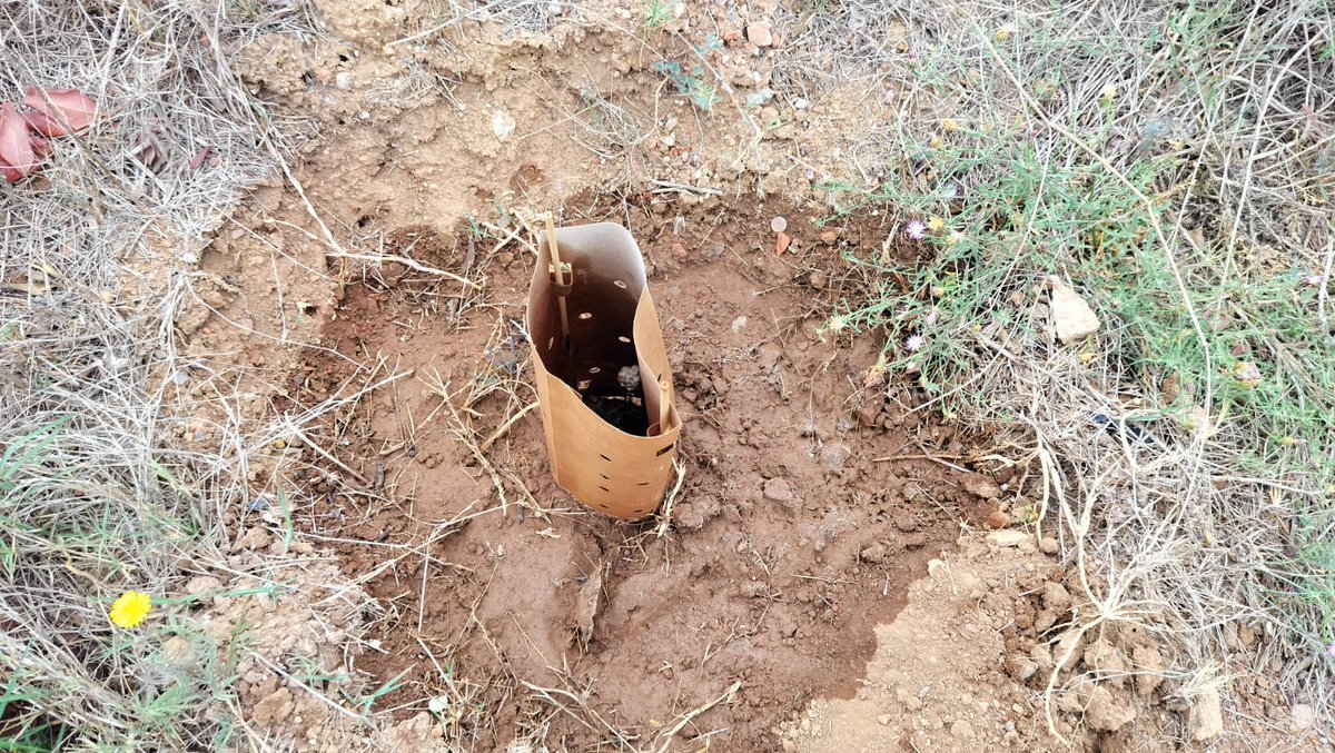 🌾🐇El pasado sábado, se realizó una actividad de voluntariado en el Proyecto #avenidasdebiodiversidad donde se llevó a cabo la sustitución de marras, y la realización de un riego de apoyo a las plantaciones realizadas meses anteriores. @chsriosegura  @mitecogob @GrupoTragsa