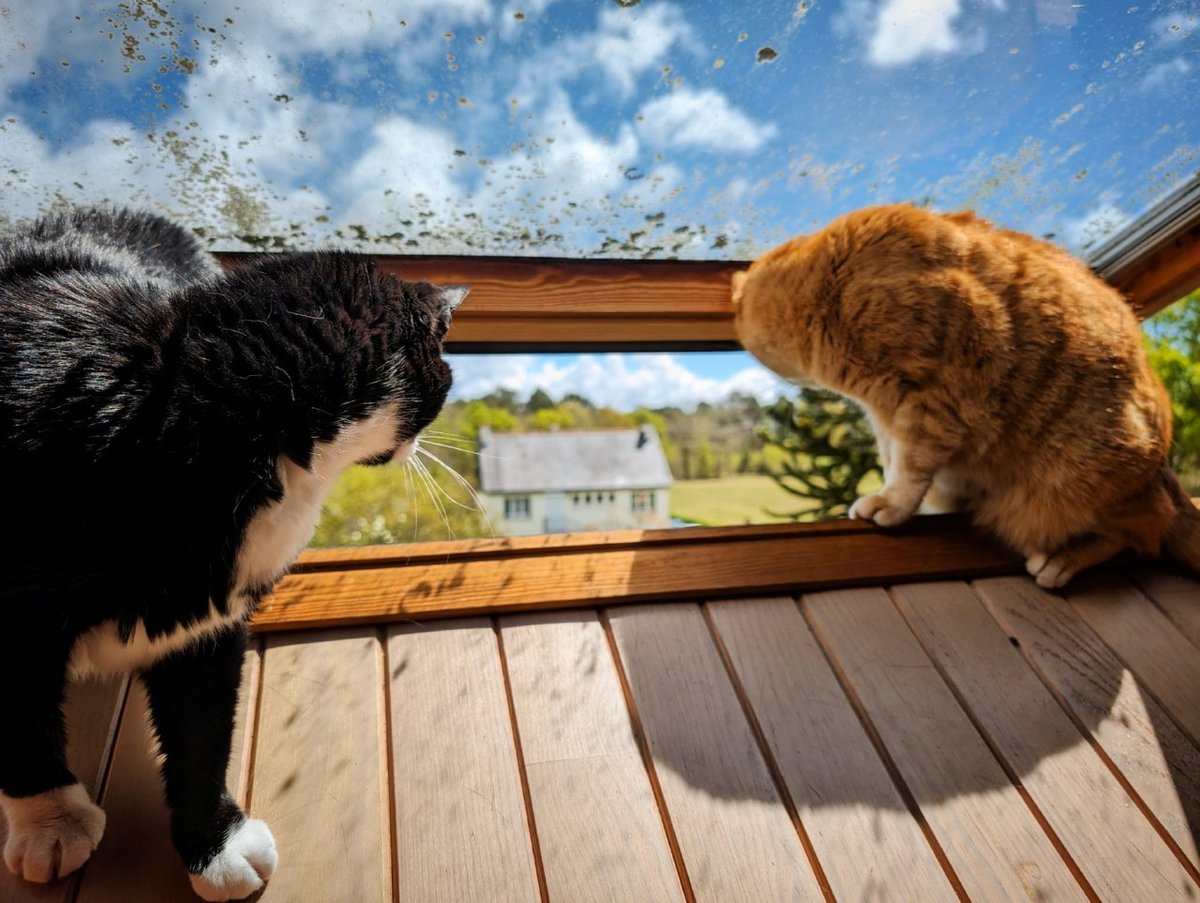 Depuis le velux du grenier, il y a une vue panoramique sur le jardin TRÈS TRÈS TRÈS intéressante. 😹