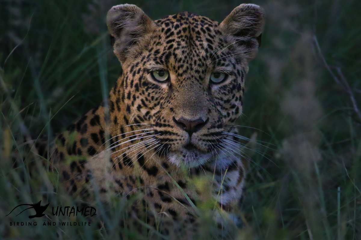 Happy World Leopard Day from none other than Djuma’s royalty; Queen Tlalamba herself 🐾🐆 #WildEarth