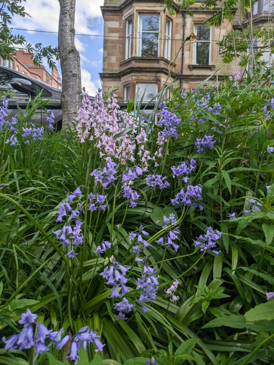 The 29th of April - 7th of May 2024 is National Gardening Week! 🌷🌻🪻🌱 This inspired us to share some pictures of the gorgeous plant life on our campus. #bluebells #flowerpower #glasgowuni #wildflowers