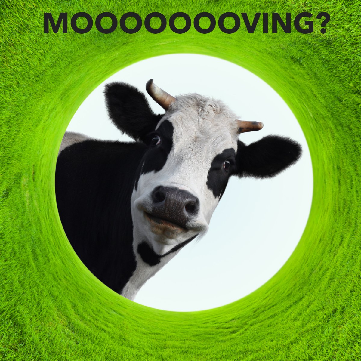 Is it, Moooooving day yet? 👀

#movingday #realestate #meme #newhome #moving
 #peirealestate #Chrisweir #pei #mrrealestatepei #realtorpei #summersiderealestate #NorthernlightsRealty #RealEstatePEI #PEIProperties #IslandLife #PrinceEdwardIslandRealEstate #PEIhomes