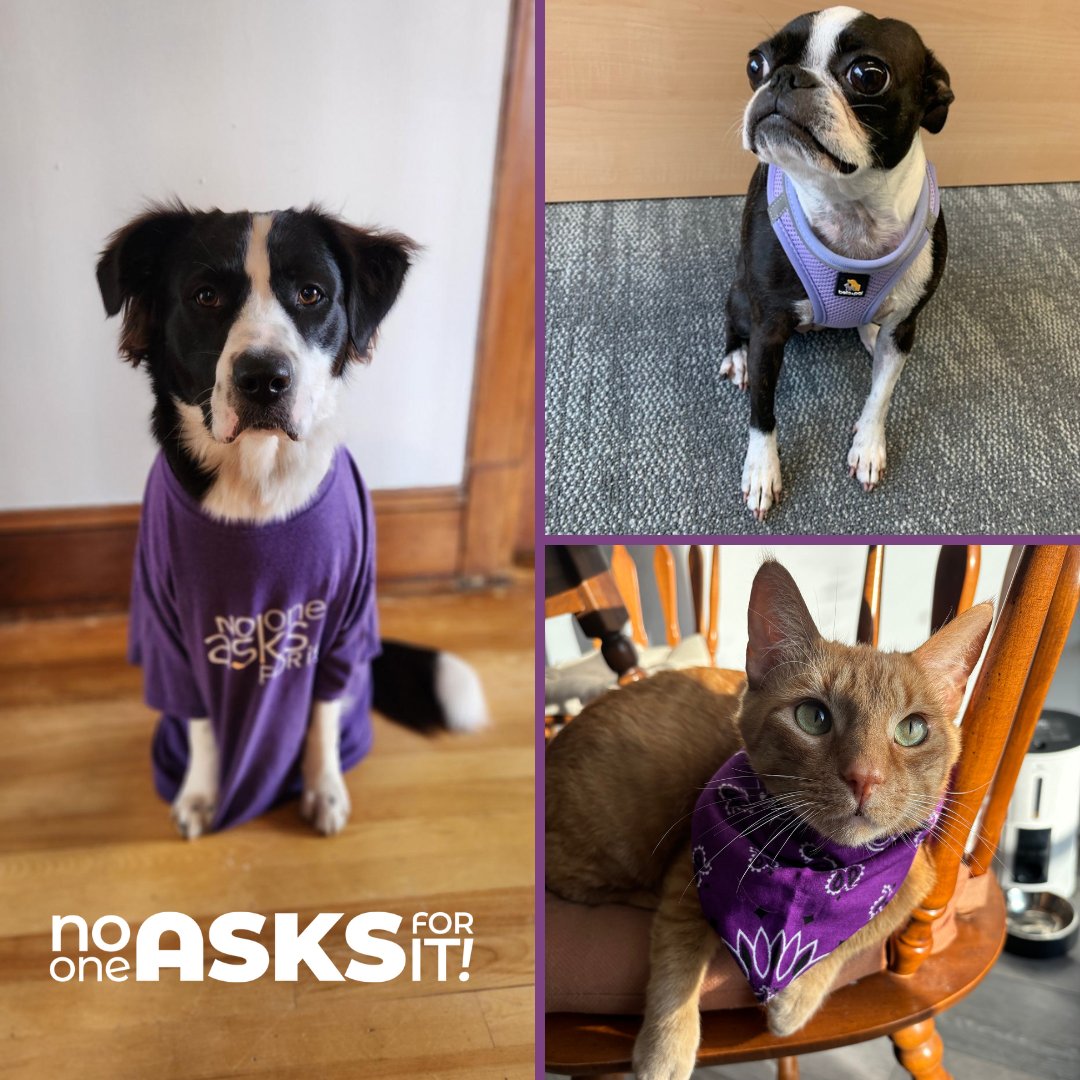 Cash, Eli & Rocket are proudly wearing purple today in solidarity with survivors of sexual violence! Join our #NoOneAsksForIt campaign to raise awareness & advocate for change. Share your purple pics & stories to spark meaningful conversations! 💜 🔗 sascwr.org/nooneasksforit