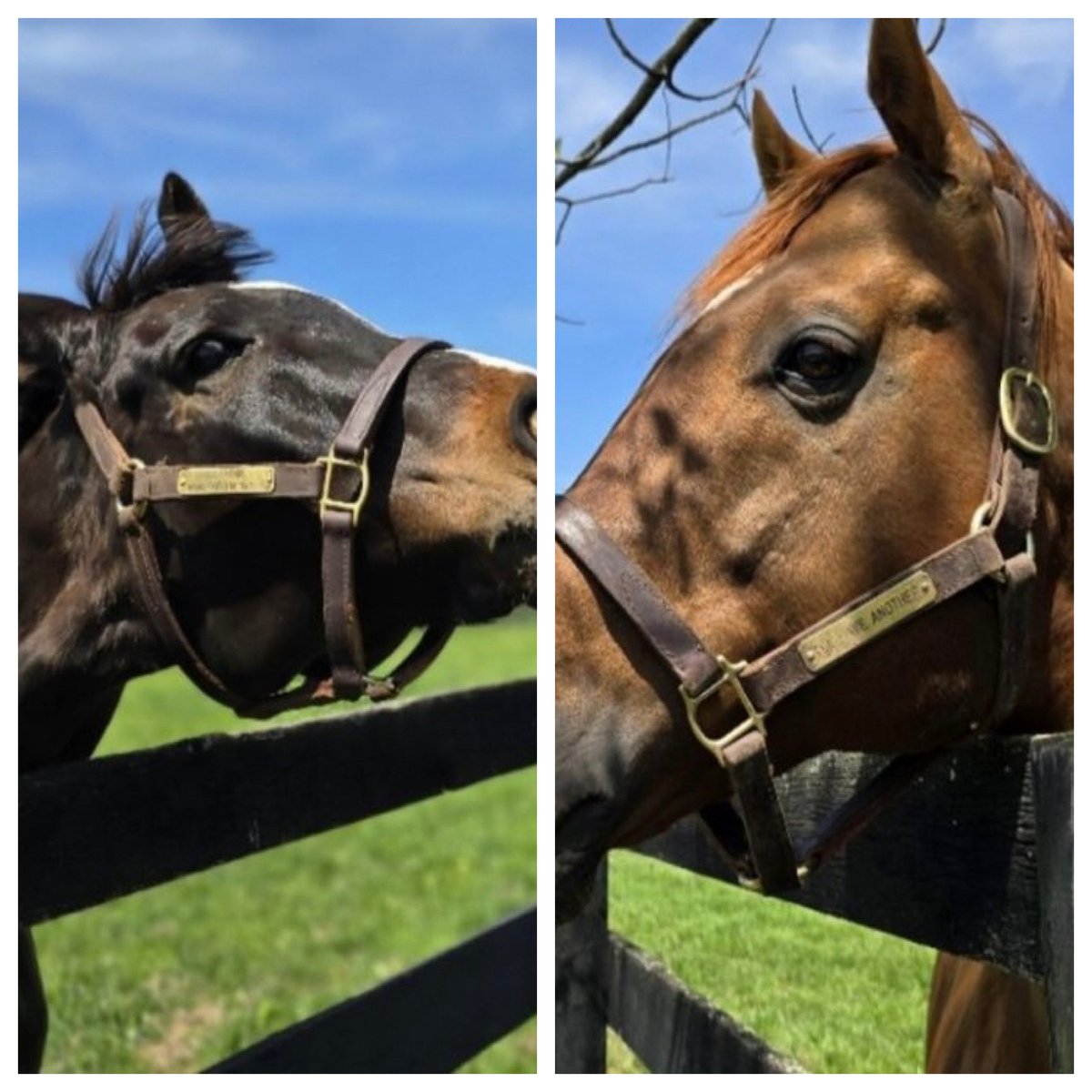Do they remember? In the 2012 #Kentucky Derby, I’LL HAVE ANOTHER was taken to the post by LAVA MAN. Twelve years later, they are neighbors at Old Friends. What do you think? Do they remember? Mary Greene Photos