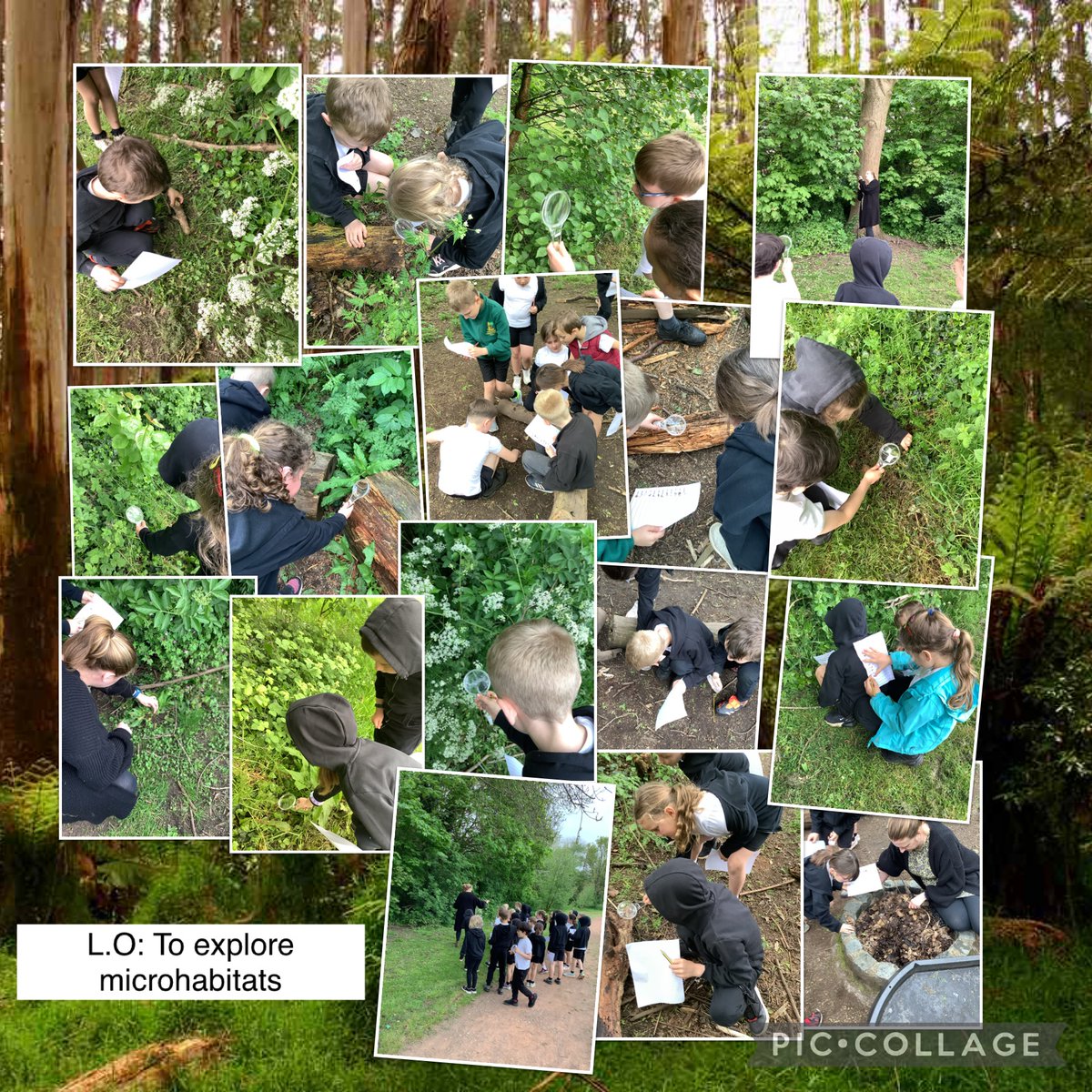 In science this afternoon class 5 have been exploring microhabitats.#lscpsscience