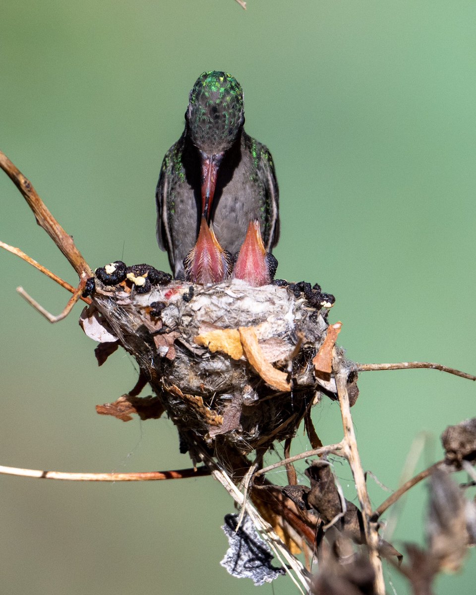 Hardest-working bird in our yard… Broad-billed hummingbird feeding her nestlings