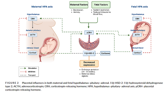 📌Corticotropin-releasing hormone and obesity: From fetal life to adulthood 👉 La familia de neuropéptidos de la #CRH, como elemento central de la homeostasis energética, ha sido evaluada por su papel en la fisiopatología de la #obesidad onlinelibrary.wiley.com/doi/full/10.11… @ObesitySEEN