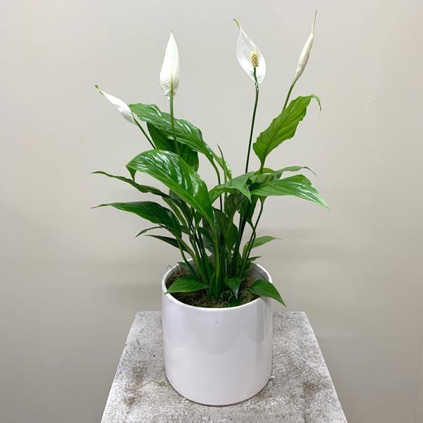 Peace Lily Spathiphyllum, tanaman hias indoor yang bisa bersihin udara di dalam ruangan 🍃🌱

Bisa bikin tidur lebih nyenyak dan mencegah pertumbuhan jamur!

Yang ruangannya sumpek, punya masalah pernafasan, dan susah tidur, harus punya tanaman ini!

🔗 shope.ee/2q8Ky3oat1
