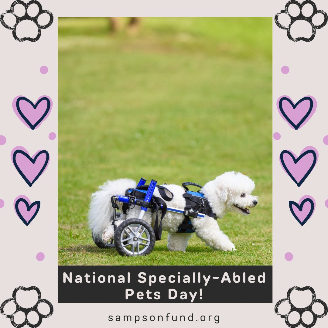 May 3rd marks #NationalSpeciallyAbledPetsDay! Let's celebrate our pets with disabilities. They may require special care, but they're just as deserving of love. Consider adopting these overlooked companions if you have the means! #petsarefamily #capecod