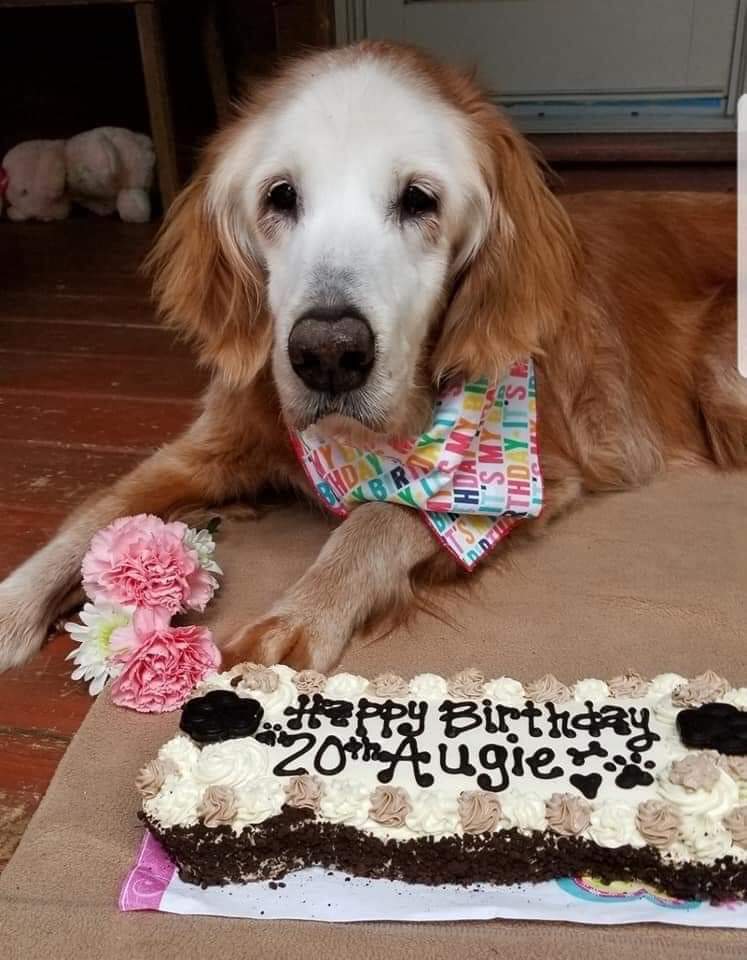 Meet Augie, officially the oldes living Golden Retriever. She turned 20 years old. Wish her the best🎊🎂🎊💝