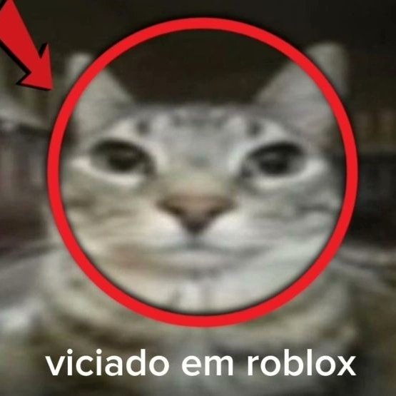 perfil dedicado a gatinhos e peitos (@odeiootaco) on Twitter photo 2024-05-03 13:53:42