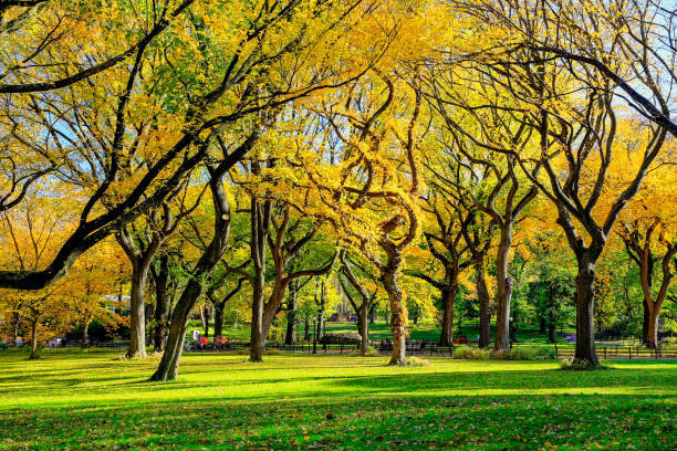 NeumannTreeCo's tweet image. The American Elm tree is a common sight in NYC parks and streets. Known for its vase-like shape and arching branches, this tree can grow up to 100 feet tall. Unfortunately, the American Elm has been heavily impacted by Dutch Elm Disease, leading to a decline in population.