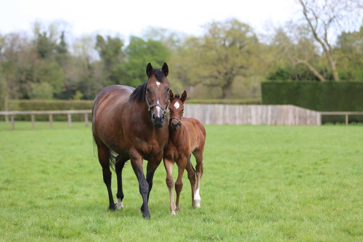 Today’s #FoalFriday is the handsome Frankel colt out of PORTODORA, dam of Juddmonte’s Grade 1 winner Set Piece (Dansili) and Listed winner Alocasia (Kingman). Portodora returns to Frankel this year. #RPFoalGallery