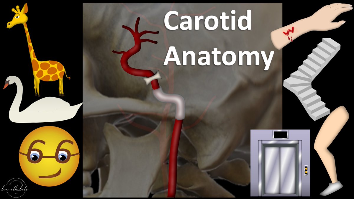 1/Time to go with the flow! Hoping no one notices you don’t know the anatomy of internal carotid (ICA)? Do you say “carotid siphon” & hope no one asks for more detail? Here’s a thread to help you siphon off some information about ICA anatomy!