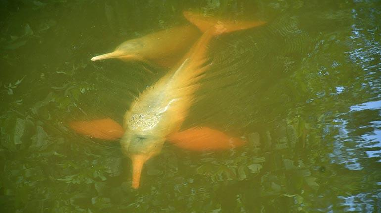 LosTiemposBol's tweet image. #Cochabamba 
Esperan informe y decisión de sindicato para devolver a dos bufeos al río Isiboro
tinyurl.com/37xvrkct