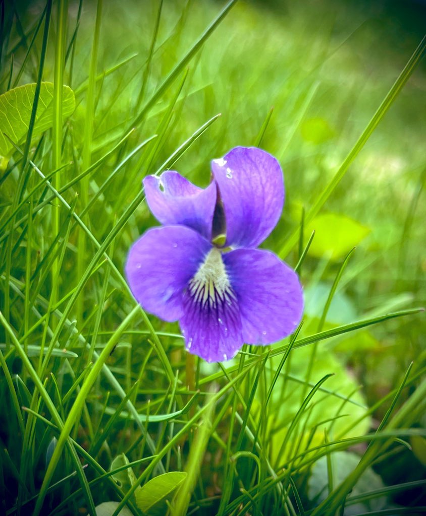 For @BrokenSpineArts and host Karen Pierce Gonzalez @folkheartpress #PoemsAbout #flowers I am sharing a poem on #RhodeIsland’s state flower, The Common Blue Violet…it is currently rooted in the current issue of @humanaobscura. Have a great day all!