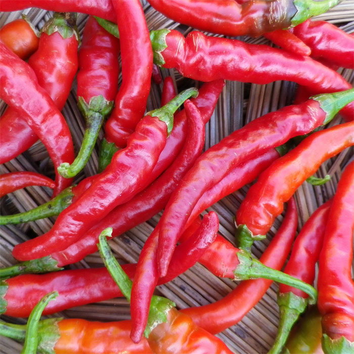 Spice up your meals with long hot #peppers! These fiery beauties add a kick of heat and flavor to dishes like stir-fries, salsas, and marinades. With their vibrant color and versatile use, they're sure to liven up your culinary creations! 🌶️#hotpeppers