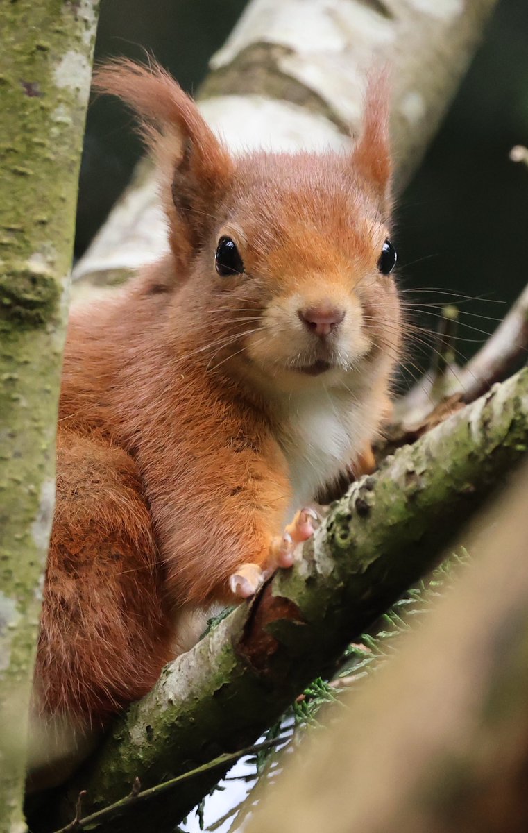 Cute Red Squirrel 🐿️ #squirrel #SquirrelAppreciationDay #squirrels #redsquirrel #rodents #NaturePhotography #photooftheday #PhotoOfTheWeek #PictureOfTheDay #GavinAndStacey #TwitterNatureCommunity #wildlifephotography