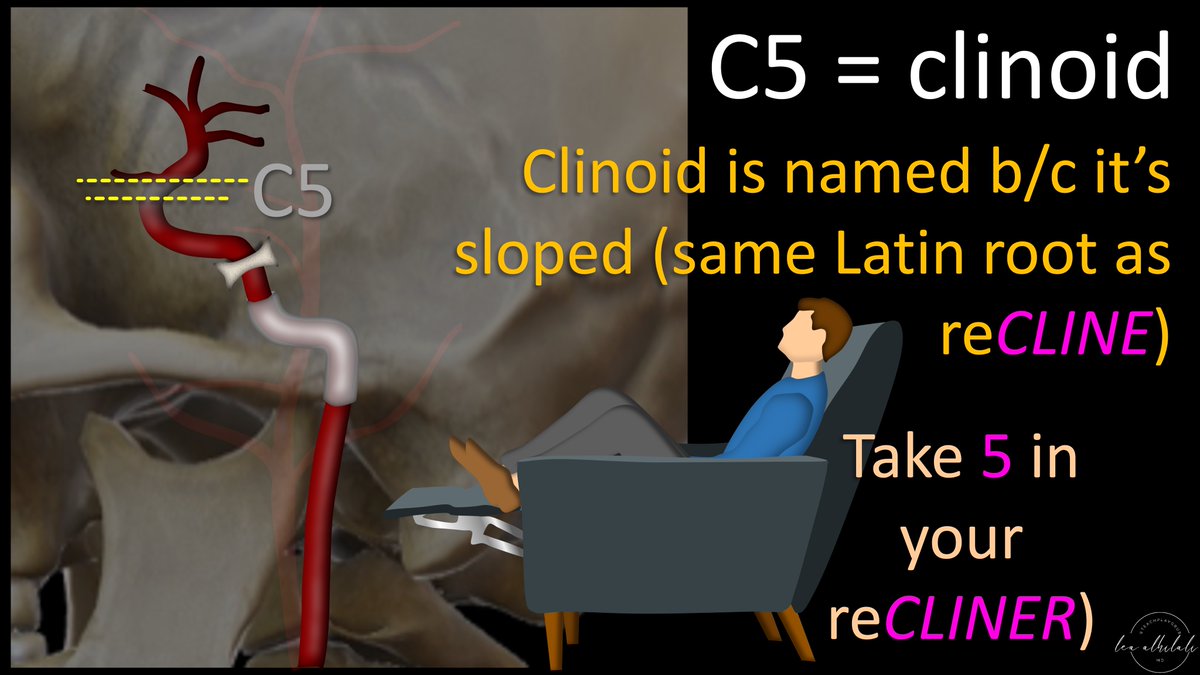 7/C5 is the clinoid segment—at the ant. clinoid process Clinoid process gets its name from its sloped shape. It’s from the same Latin root as recline (CLIN) And we all take a break (take five some might say😉) by sitting back or reclining. Take FIVE & reCLINE. C5 is CLINoid.