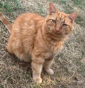 DIRECT REHOMING:
This is George. He is 9 years old, mostly ginger cat. He is microchipped and neutered. George is looking for a new home because his owner has passed away. 😿He is one of those outgoing cats that wants to befriend everyone, not one of those that are shy.. 1/4 🧵