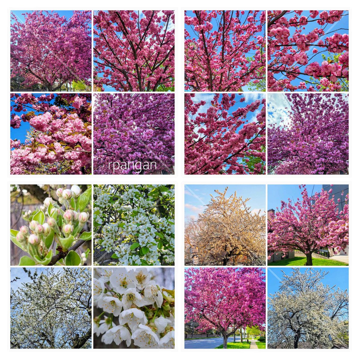 Blossoms, blossoms, blossoms in #mygarden and around the city! Happy #FlowersOnFriday !
#cherryblossoms #sakurablossoms #pearblossoms #plumblossoms #gardenersworld #springblossoms #FlowersOfTwitter #GoodMorningWorld #springtime #favoriteseason