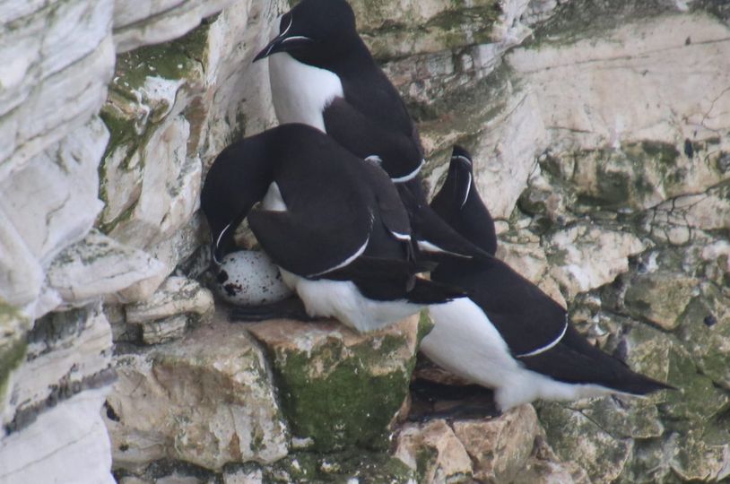 The first Razorbill egg has been spotted on the cliffs!! 🎉🪺 📷 Ian Crossley