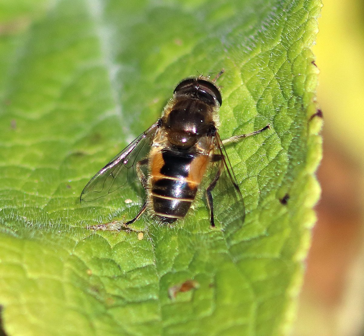 A few more images from my visit to @RSPBSaltholme: snad martins, moorhens, hoverflies - Helophilus pendulus and Eristalis sp. @teesbirds1 @Natures_Voice @RSPBEngland @NE_Northumbria @nybirdnews @myeyemyview @Woodybirder