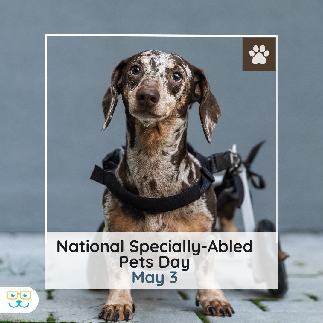 May 3 is National Specially-Abled Pets Day!🐾❤️ Let's celebrate the resilience and love of specially-abled pets. They inspire us with their strength and bring immense joy to our lives. Share your stories of specially-abled pets and spread awareness about their unique abilities!