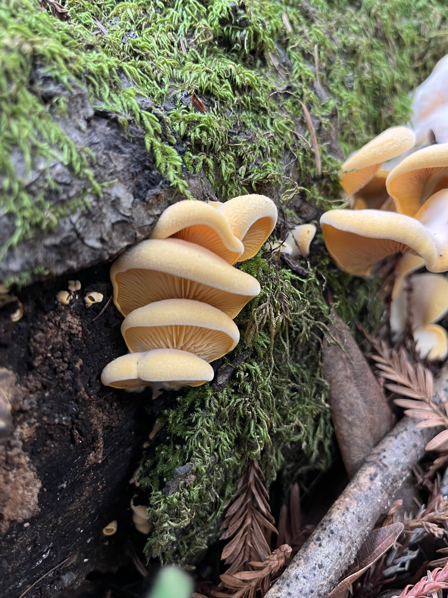 In honor of National Photography Month, #SMCParks Arborist Natalie shared this fabulous mushroom photo, taken in Wunderlich Park. #NationalPhotoMonth #PhotoFriday