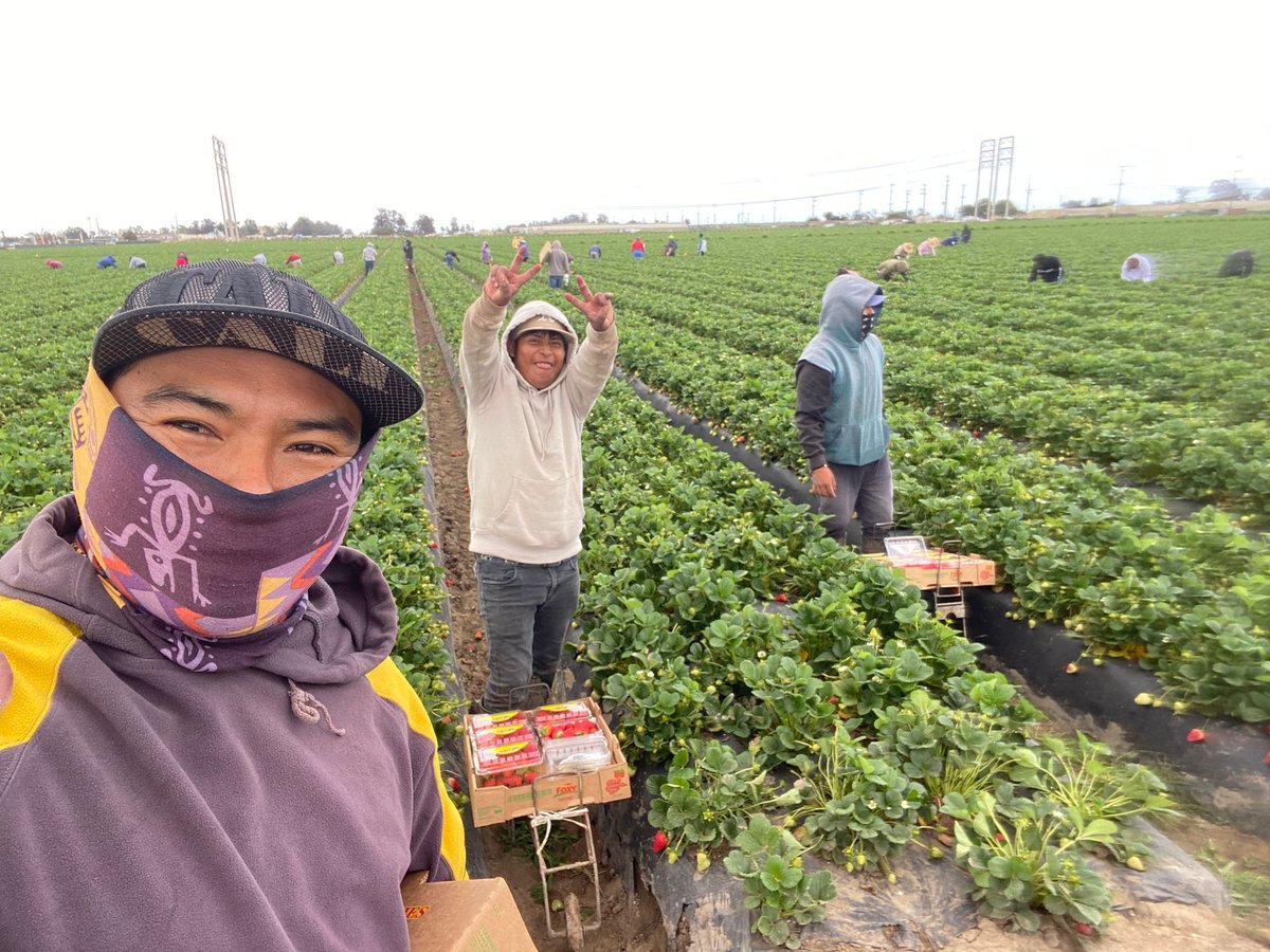 Farm workers in Oxnard CA put on brave smiles while harvesting strawberries despite the reduced hours due to the reduced planting and recent rainstorms. Every day is a new opportunity to earn an honorable living. #WeFeedYou