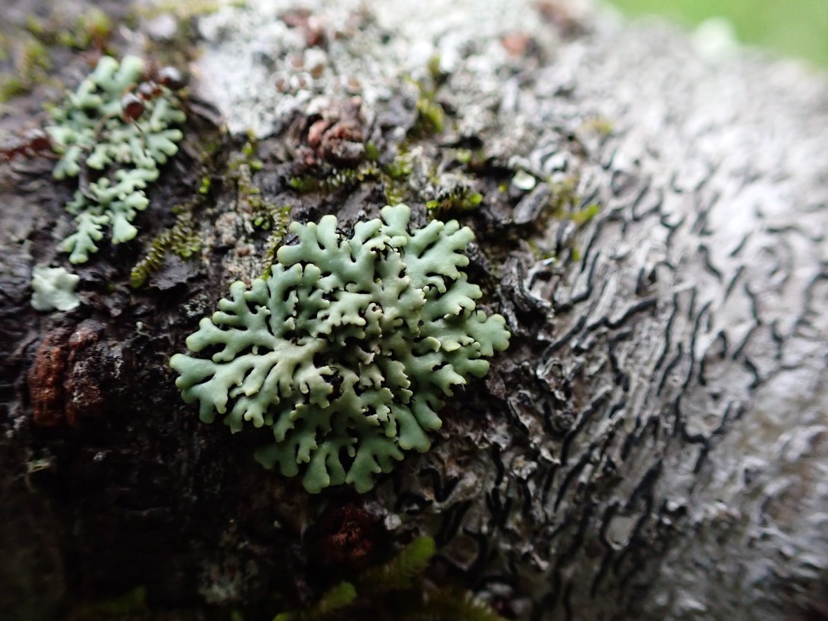 Good night!🌛🌿#treetuesday #lichen #地衣類