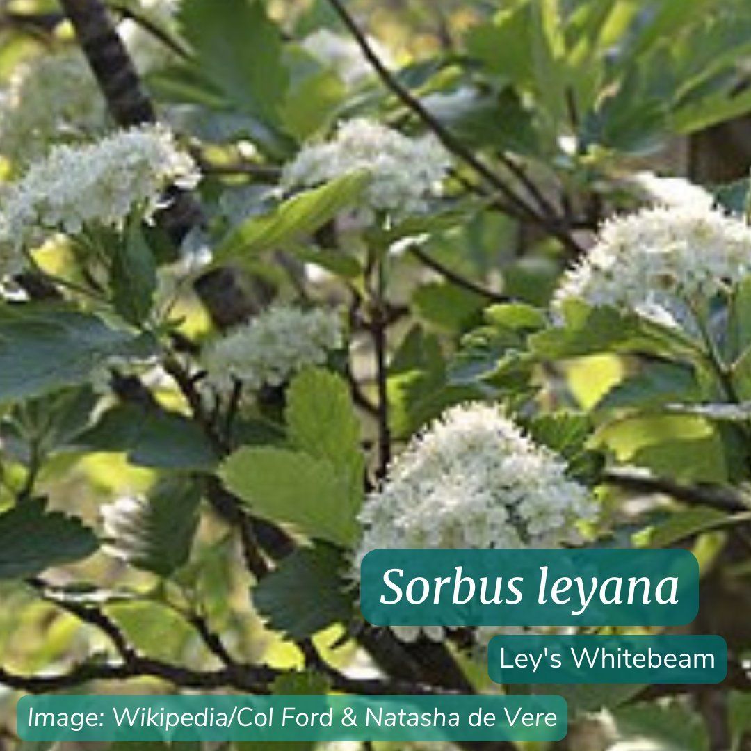 #DidYouKnow Sorbus leyana (also known as Ley's Whitebeam) has limited distribution within the Brecon Beacon region in Wales. Known individuals total only 17 & grow on steep limestone cliffs in the area. buff.ly/4bar8EI #GlobalPlantConservation #TreeConservation