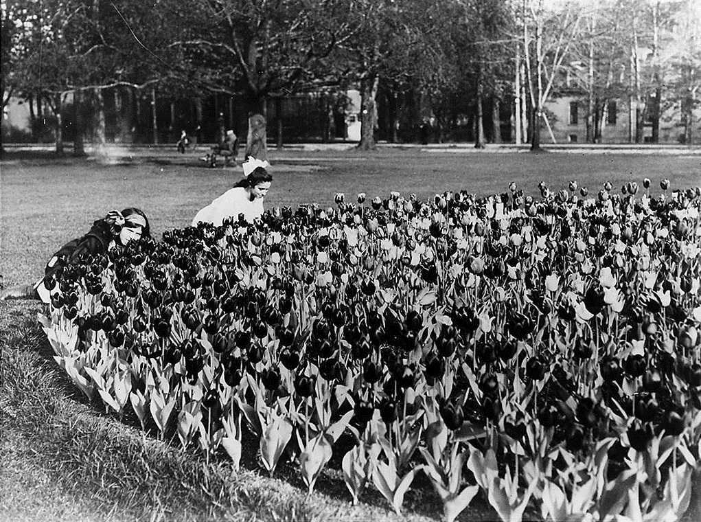 #FlasbackFriday - #Tulips in bloom have been a sign that Spring has finally arrived at the grounds of Ontario’s Legislature for many decades! Seen here, some vintage tulips on the grounds of Queen's Park, circa 1912