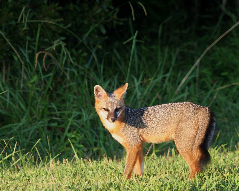 Gray foxes have a unique salt & pepper coloration to their fur🧂

They are sometimes confused for red foxes due to the rusty colors on the sides of their neck & legs. Key characteristics to look for are their dark face, a dark medial line down their back, & smaller size.

📸USFWS