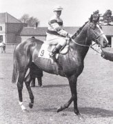 NEARULA 🇬🇧1950
(NASRULLAH - RESPITE BY FLAG OF TRUCE) #Nearula
B/ Roderick More 🇬🇧 1950
O/ William Humble 
T/ Charles Elsey
14-7-1-3---$78,620 dls
1952 Champion 2yo colt 
Middle Park S, St James Palace S, Thirsk Classic Trial S, Champion S, 2000 Guineas S, March S, Borwell S