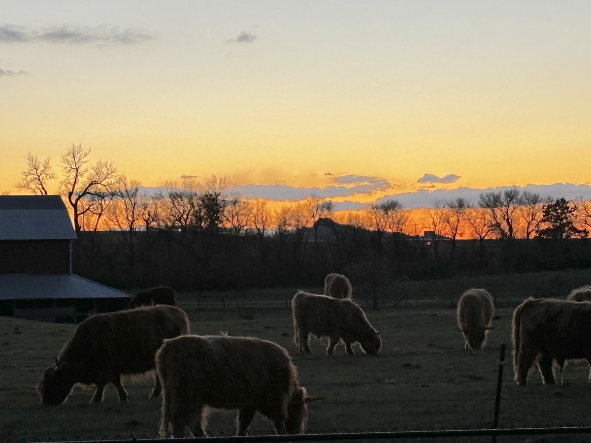 Amelia Pearson captured SURF's photo of the week of cattle grazing in the sunset near Spearfish, SD.